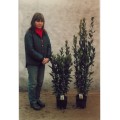 Laurus nobilis, tæt søjleformet busk, 20ø