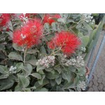 Metrosideros excelsus, rød blomst, kan bruges til indendørsbeplantning bred busk, 24ø, 
