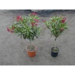 Nerium oleander, nerie, stamme, mix farver, lev. i blomst i maj, 20ø, T100-120