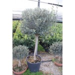 Oliventræ, 80 cm stamme, 60-80 cm tæt krone, 12-14 cm st.omf., T175-225, 35ø