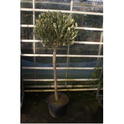 Oliventræ, 80 cm stamme, 60-80 cm tæt krone, 12-14 cm st.omf., T175-225, 35ø