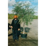 Oliventrær, 80-100 cm stamme, 100-125 cm tæt krone, 20-24 cm st.omf., T225-250, 50-60ø
