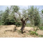 Olea europaea, sort gammelt træ, st.omf. 130-230 cm, 70-150 cm stamme, 120ø/500L, T350-450
