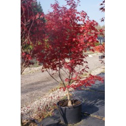 Acer palm. 'Bloodgood', japansk dværghorn, busk, kraftige, 70L