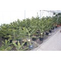 Araucaria araucana, abetræ, velforgrenede,  30L