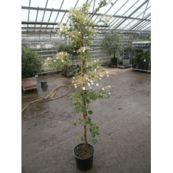 Hydrangea petiolaris, klatrehortensia, hvid blomst, 50 cm bred