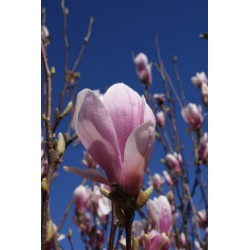 Magnolia soulangeana, alm. "tulipantræ", rosa/hvid,  kraftig, knopper, 18L