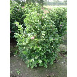 Magnolia hyb. ’Susan’, meget brede, kraftige knopper, 15L
