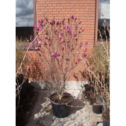 Magnolia hyb. ’Susan’, kraftig, meget brede, mange knopper, 65L
