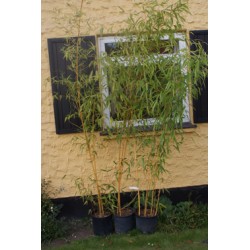 Phyllostachys aureosulcata 'Spectabilis', bambus, gule stængler med grønne striber