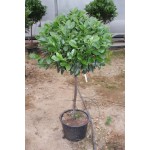 Prunus laur. ‘Etna’, 70-80 cm stamme, 50-60 cm krone Ø, 25L