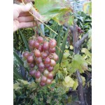 Vitis vinifera "Italia", spisedrue til drivhus, 20-30 år gammel, grøn drue til vin, 30ø, P125-150