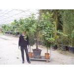 Vitis vinifera "Italia", 100-110 cm kraftig stamme, 25-30 cm st.omf., 40-50 år gammel, grøn spisedrue til drivhus, 55ø, T225-250