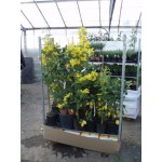 Acacia dealbata, mimosa, 17ø, T100-125