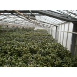 Camellia japonica, kamelia, kraftige, mange knopper, 18Ø, P40-60