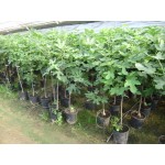 Ficus carica, figen, busk, træ, 50 cm st., 5-6 cm st.omf, 24ø