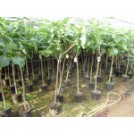 Ficus carica, figen, 60-80 cm stamme, 8-10 cm st.omf., 15L, T150-200