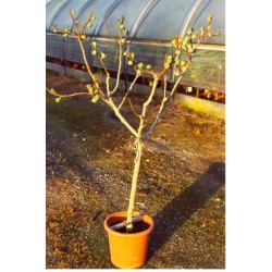 Ficus carica, figen, 60-80 cm stamme, 8-10 cm st.omf., 15L, T150-200