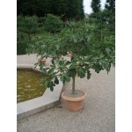 Ficus carica, figen, 80-110 cm stamme, kraftig krone, 12-14 cm st.omf, 45ø, T150-200