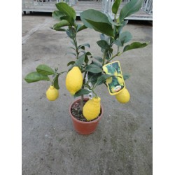 Citron, lille træ, frugt, 18ø,T60-80