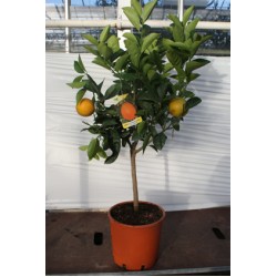 Appelsin, lille træ, blomsterknopper, 20ø, T70-90