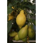 Citron, lille træ, frugt, knopper, 20ø, T70-90