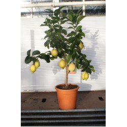 Citron, lille træ, frugt, knopper, 20ø, T70-90