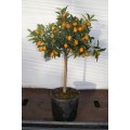 Kumquat, lille træ, spises m/skræl, frugt, 20ø, T70-90