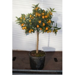 Kumquat, lille træ, spises m/skræl, frugt, 20ø, T70-90
