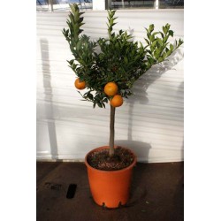 Mandarin, lille træ, frugt eller blomsterknopper, 20ø, T70-90