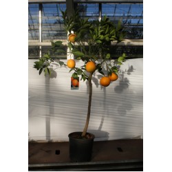 Appelsin, stamme 50 cm, 24ø, T125-135