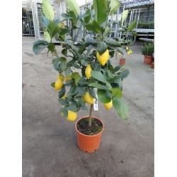 Citron, stamme 50 cm, frugt, 24ø, T125-135
