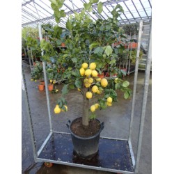 Citron, kraftig stamme 50 cm, stor krone, frugt, 45-50ø, T175-200