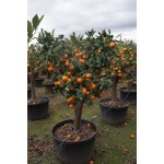 Appelsin, stamme 125 cm, 60-80 cm st.omf., 90ø
