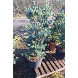 Pinus parviflora Ryu-ju, blågrå penselfyr, busk, brede, P125-150, 35L