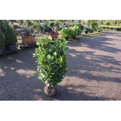 Prunus laur. ‘Etna’, busk, solitær, ca. 80 cm brede, kl., P80-100