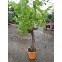 Vitis vinifera "Italia", spisedrue til drivhus, 20-30 år gammel, grøn drue til vin, 30ø, P125-150