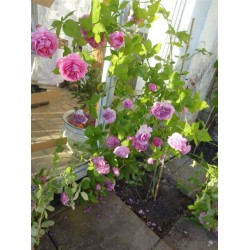 Rosa Louis Odier, gammeldags rose, rosa, duft, kraftige, 6,5L