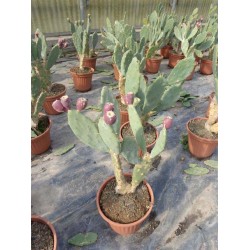 Opuntia vulgaris, vild figenkaktus,  gul blomst, rød frugt, 25ø