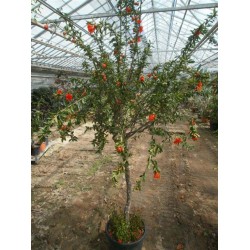 Punica granatum, granatøble, orange blomster,  70 cm meget kraftig stamme, stor krone, 35ø, T250