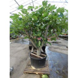 Ficus carica, figen, 16-18 cm st.omf., kraftig krone, 60ø, T150-200