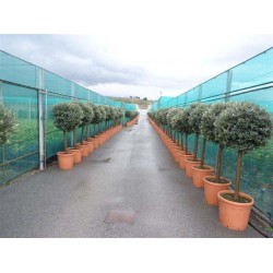 Oliventræ, 60-120 cm stamme, 80-100 cm tæt krone, 16-20 cm st.omf., T200-250, 45-50ø