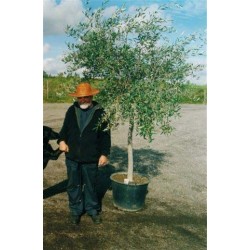 Oliventrær, 80-100 cm stamme, 100-125 cm tæt krone, 20-24 cm st.omf., T225-250, 50-60ø