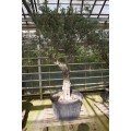 Olea europaea, stort gammelt træ, st.omf. 75-85 cm, 70-200 cm stamme, 90ø/280L, T250-400