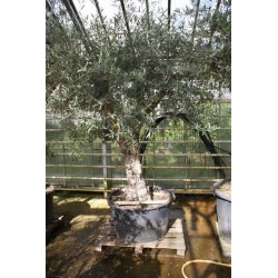 Olea europaea, stort gammelt træ, st.omf. 90-120 cm, 70-200 cm stamme, 90ø/280L, T300-400